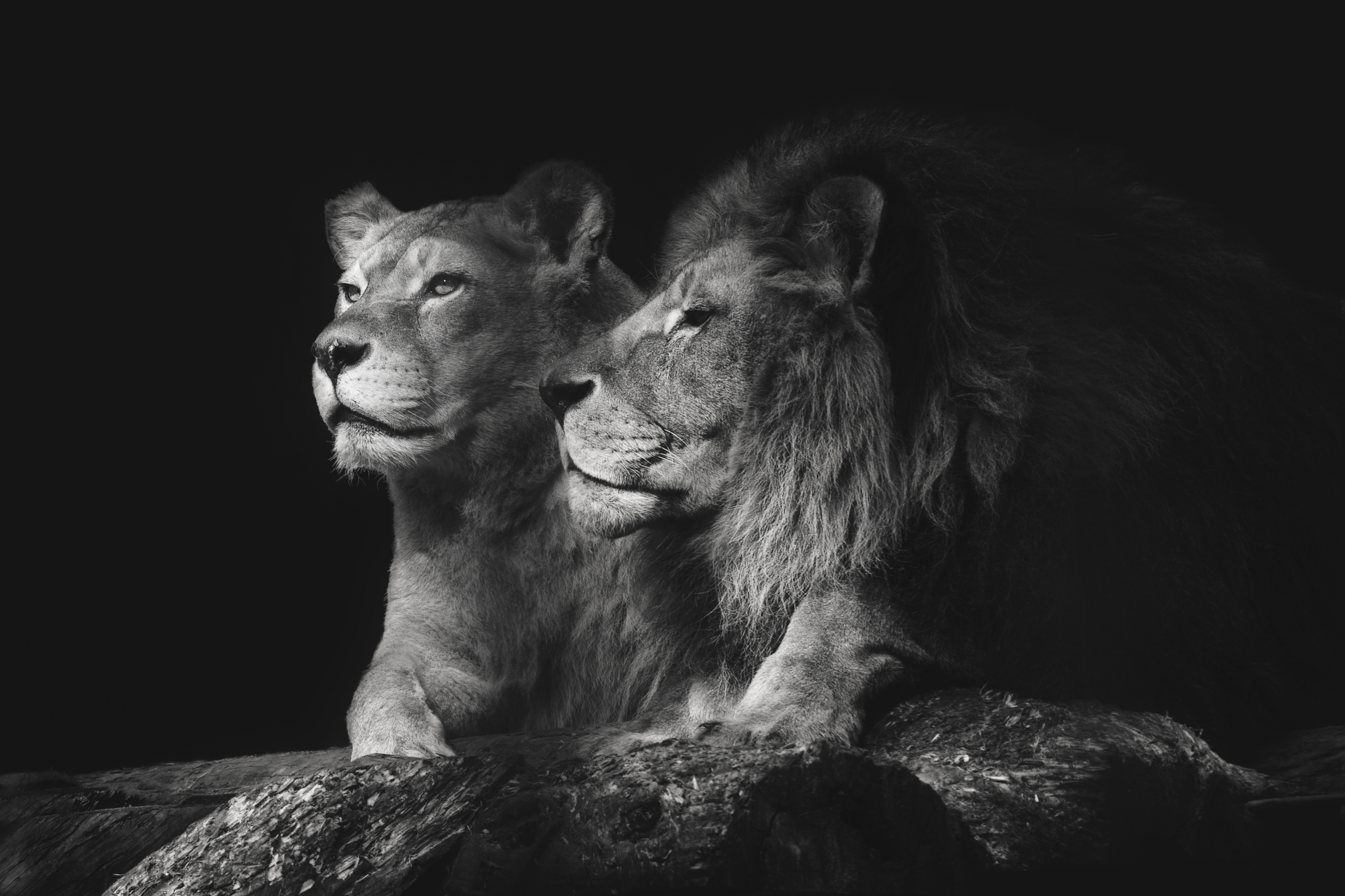 Lions